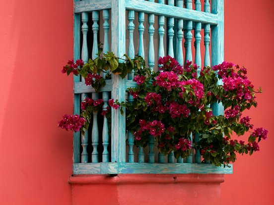Blaues Fenster und rote Blumen an einem pinken Haus in Kolumbien