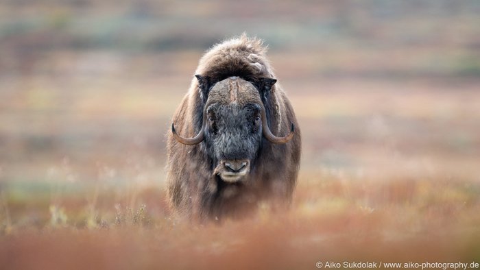 Moschusochse schaut direkt in die Kamera
