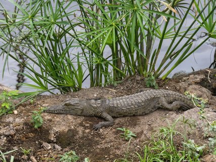 ????????????????????????????????????????????????????????????????????????????????? baby nile crocodile lying on rock at Mzima springs tsavo west national park Kenya