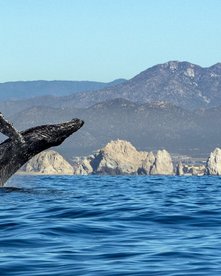 Springender Buckelwal bei Baja California 