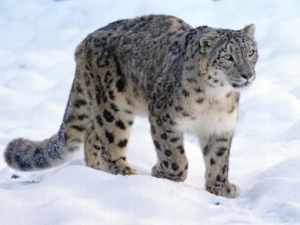 schneeleopard im schnee mongolei rundreise 2 wochen