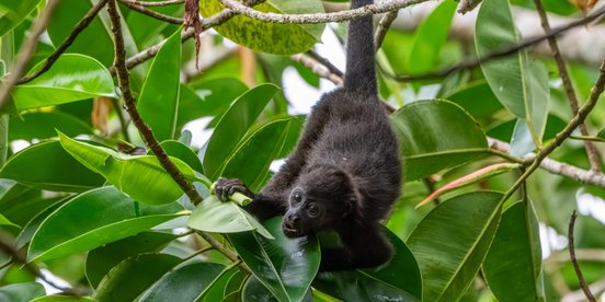 Schwarzer Brüllaffe hängend im Baum - Panama Rundreise