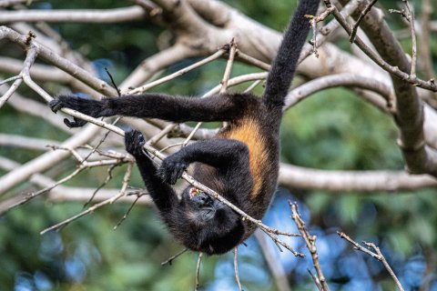 Costa Rica Rundreise Affe