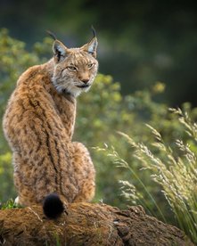 Luchs schaut über seine Schulter nach hinten