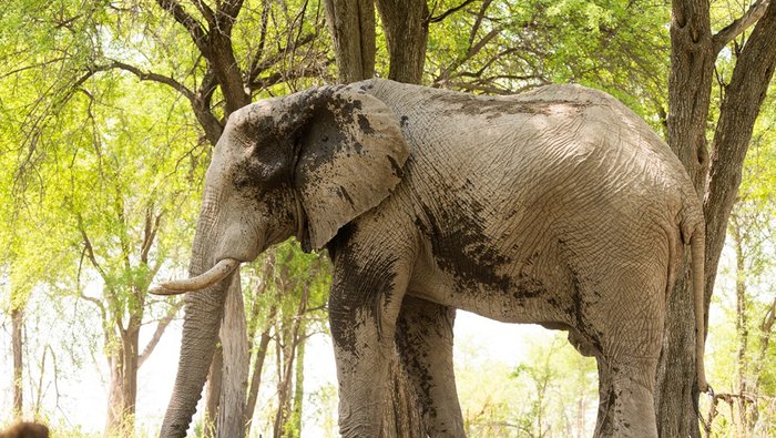 Nahaufnahme Elefant von der Seite