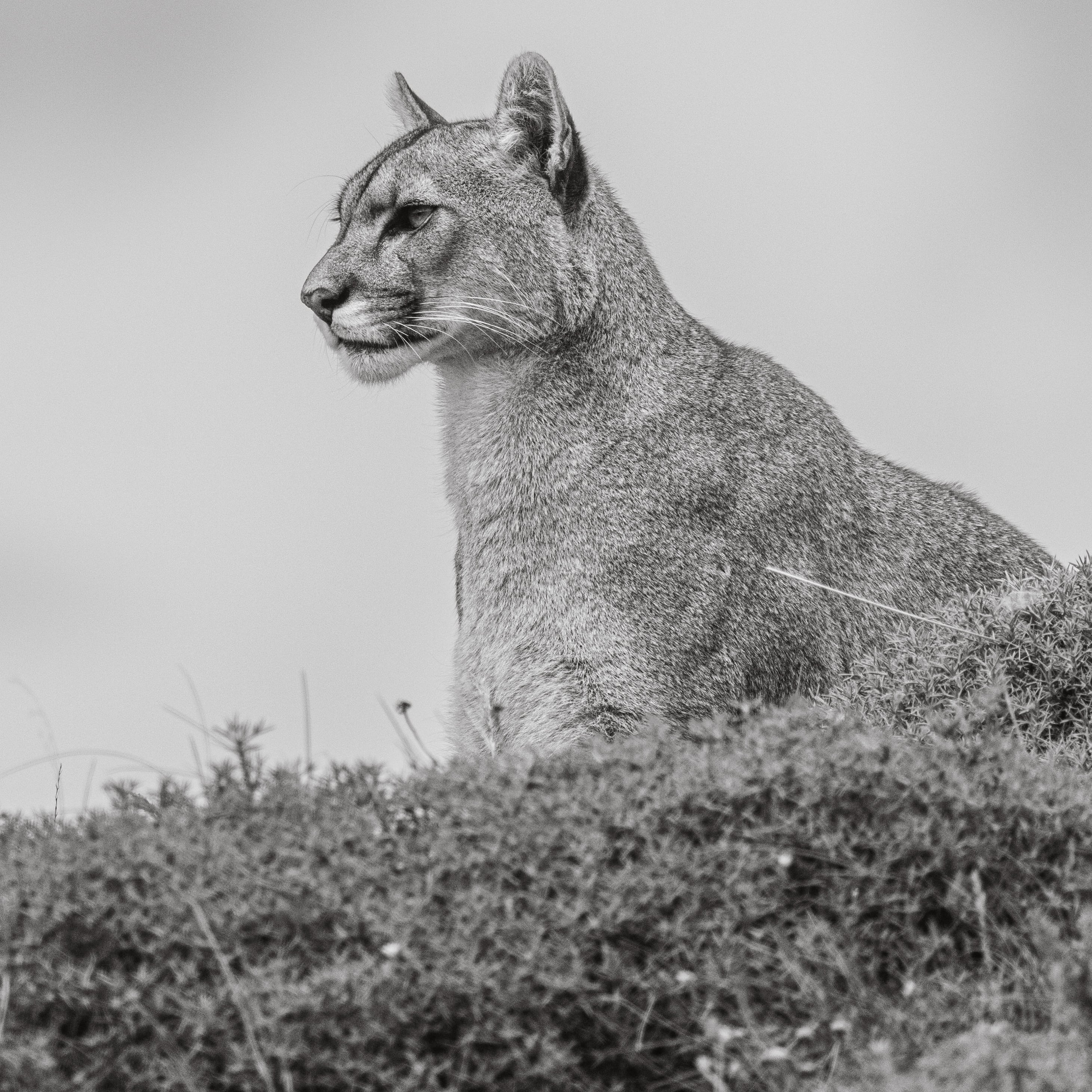 Pumaportrait in schwarzweiß