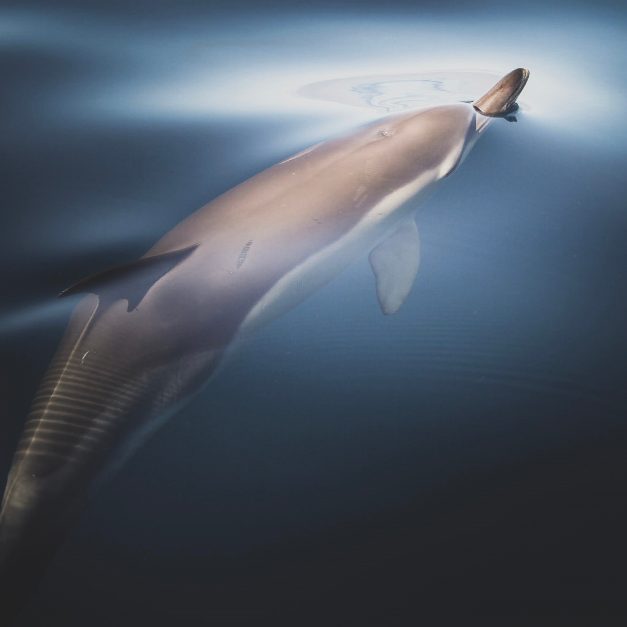 Gemeiner Delfin bricht mit seiner Schnauze durch die spiegelglatte Meeresoberfläche