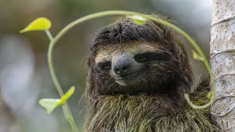 Faultier an einem Stamm mit einer Ranke ums Gesicht