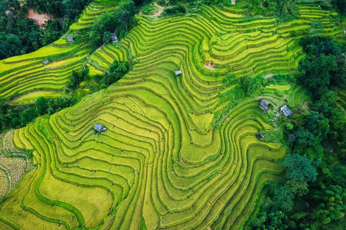Vogelperspektive auf eine grüne Reisterrasse in Vietnam