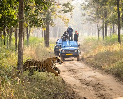 Indien Tiger Safari