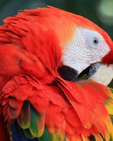 Costa Rica Reise - Juwelen des Dschungels