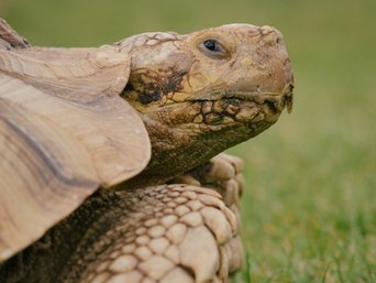 Riesenschildkröte auf einer Wiese