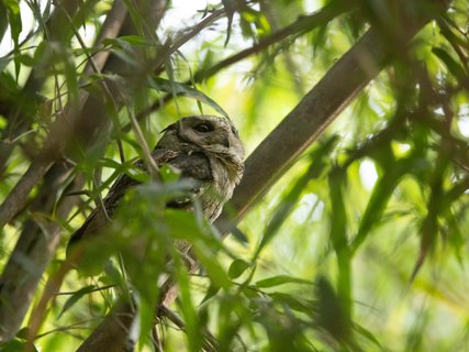 Orientalische Zwergohreule