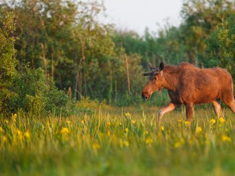 Elch läuft über Wiese mit gelben Blumen