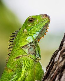 Iguana in martinique