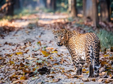 Indischer Leopard