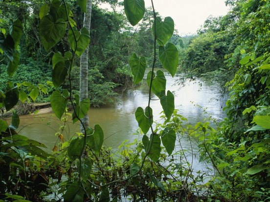 Belitze Reisen -grüner Regenwals mit Fluss im Hintergrund