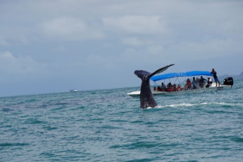Costa Rica 21 Tage - Whale watching tour