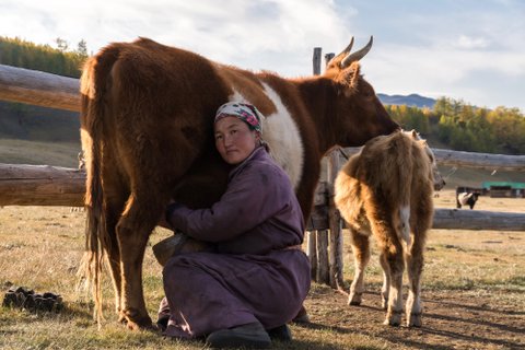 Mongolei Rundreise - Kuh gemolken von mongolin
