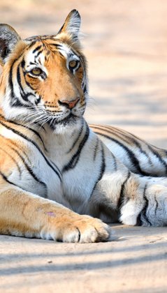 Tiger liegt auf einer Straße