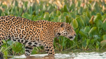 Jaguar im Wasser  vond er seite aufgenommen - Pantanal Brasilien Fotoreise