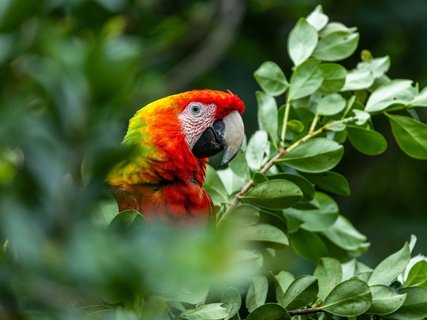 fotoreise costa rica - ara