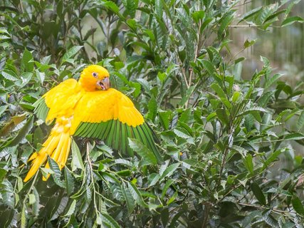 Gruppenreise Brasilien - Gelber Vogel