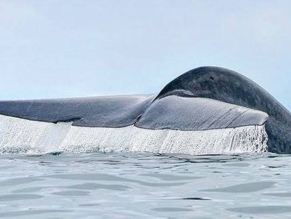 Buckelwal Kleingruppenreise Costa Rica