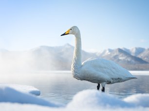Schwan im Schnee