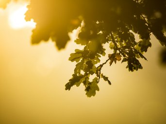Blätter einer Eiche im Sonnenuntergang