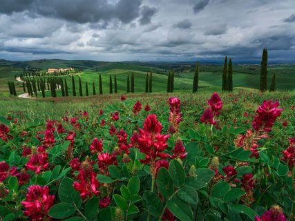Gruppenreise Toskana - grüne Landschaft und Blumen