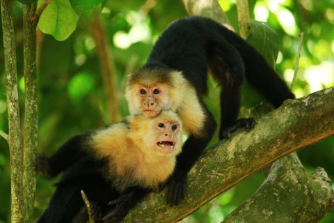Costa Rica Rundreise 3 Wochen