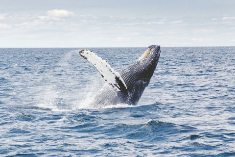 Costa Rica Rundreise 14 Tage - Wal im Meer