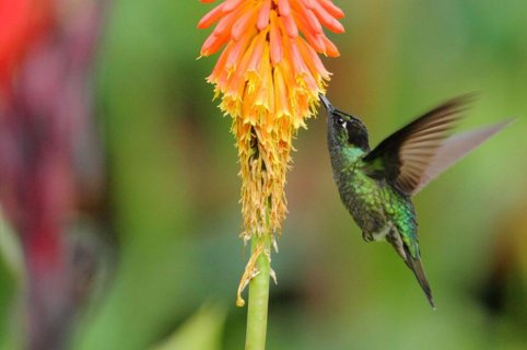 fotoreise costa rica - Kolibri