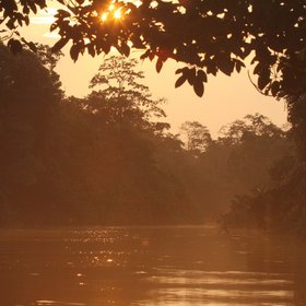 Abendlicht im Regenwald mit Fluss