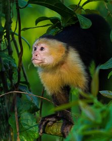 Kapuzineraffe schaut aus dem Baum