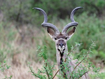 Tiere in Namibia: Grosser Kudu schaut in die Kamera