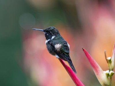 Dunkler Kolibri auf Blume - Ecuador Highlights