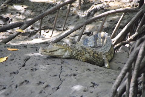 Brasilien - Krokodil am Strand
