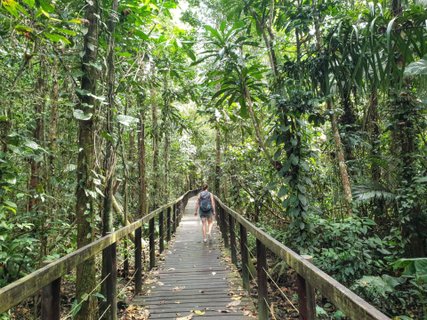 Costa Rica Karibik - Pfad durch den Regenwald