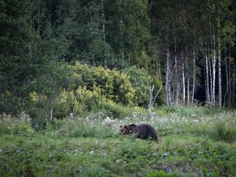 Bär auf Waldlichtung