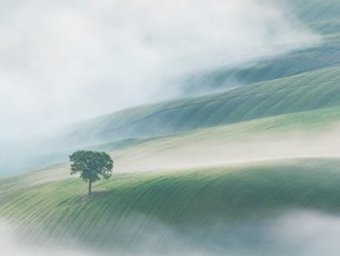 Ein einzelner Baum in grünen Feldern umgeben von leichtem Nebel