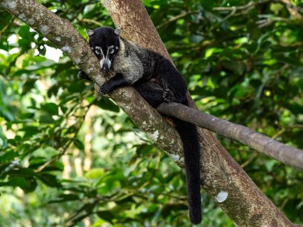 fotoreise costa rica - nasenbär