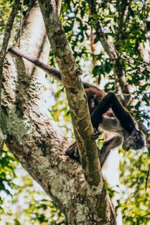 Yucatan Rundreise 2 Wochen - Affe im Baum