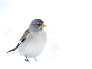 Schneesperling im Schnee