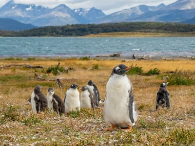 Pinguine vor See und patagonischen Bergen