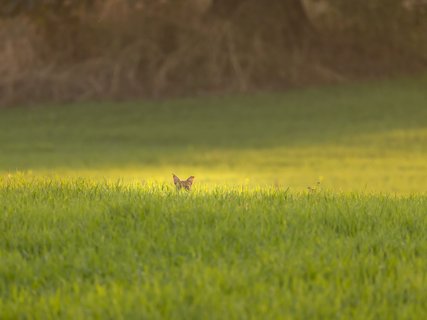 Falbkatze im Reisfeld