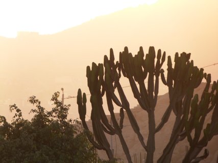 Peru Gruppenreise - Pflanzen in Lima