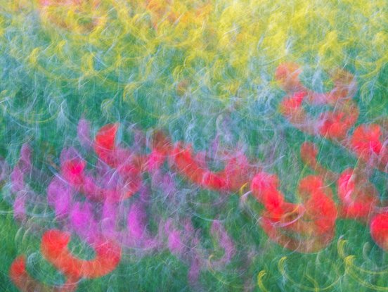 Anstrakte Fotografie mit bunten Blumen