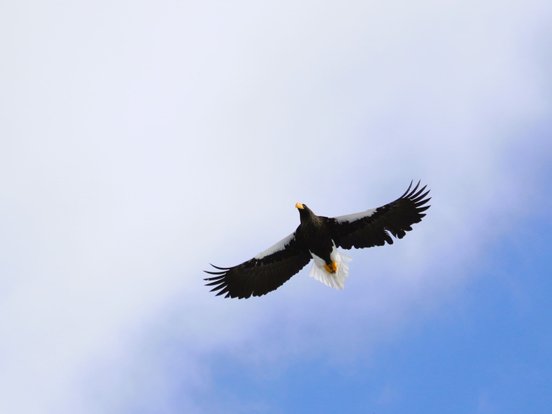 Riesenseeadler im Flug vor blauem Himmel